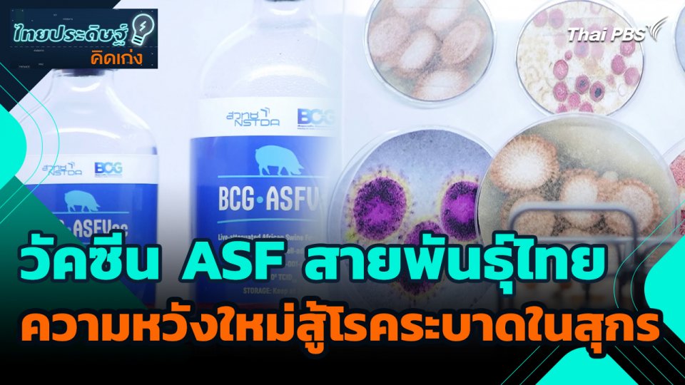 ไทยประดิษฐ์คิดเก่ง : วัคซีน ASF สายพันธุ์ไทยความหวังใหม่สู้โรคระบาดในสุกร