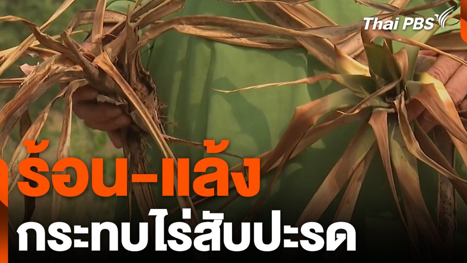 ร้อน-แล้ง กระทบไร่สับปะรด