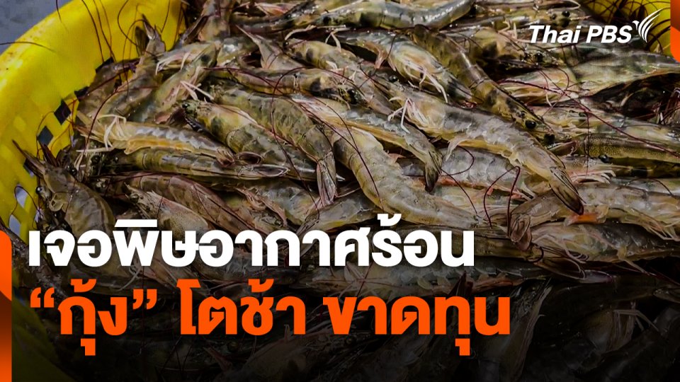 เกษตรกร จ.ตรัง เจอพิษอากาศร้อน "กุ้ง" โตช้า ขาดทุน