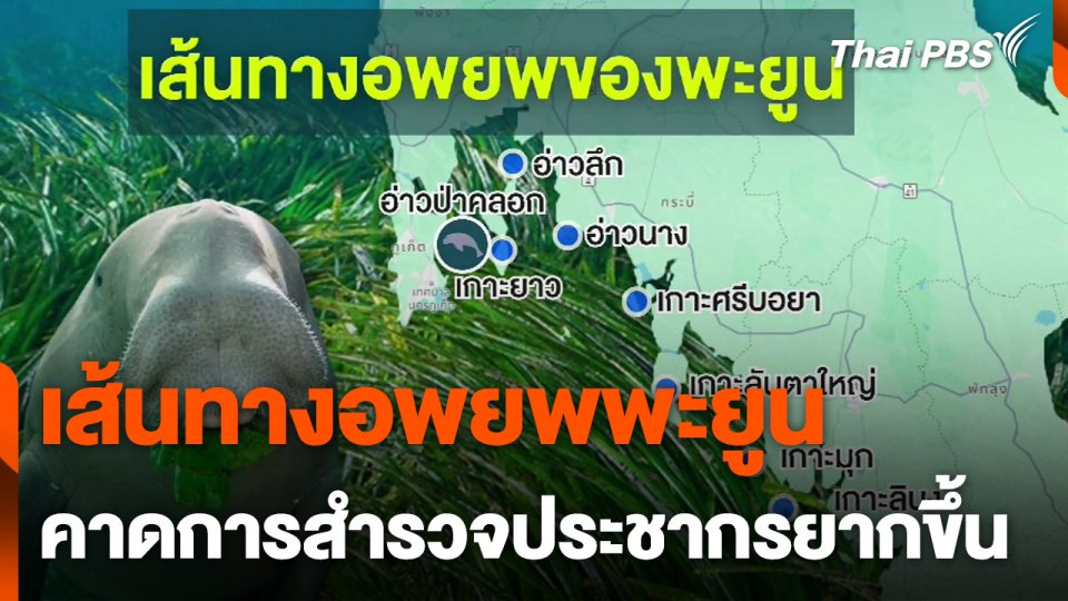 เส้นทางอพยพพะยูน คาดการสำรวจประชากรยากขึ้น