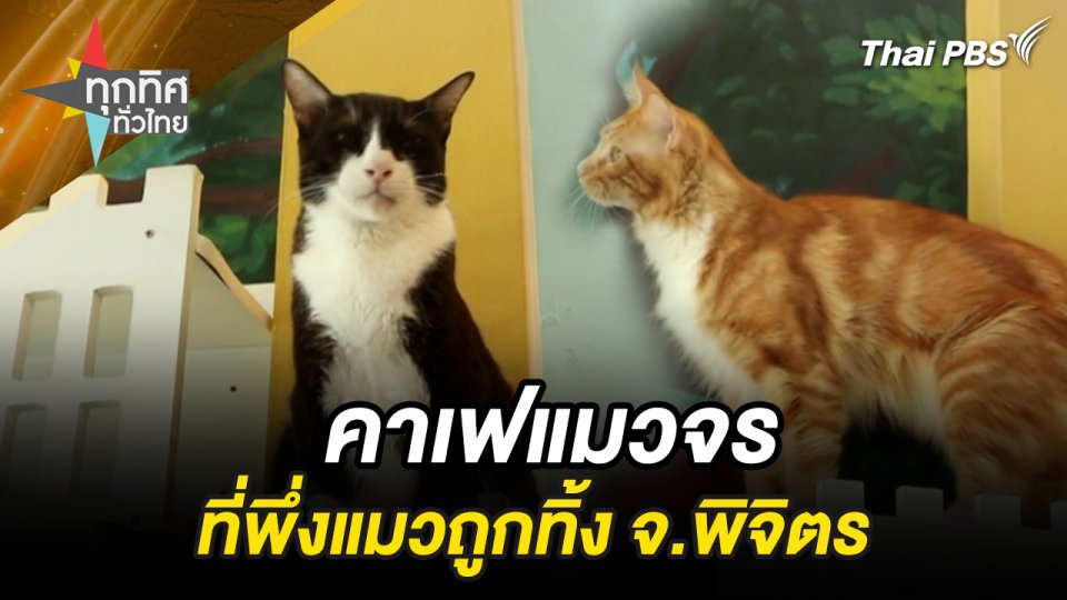 คาเฟ่แมวจร ที่พึ่งแมวถูกทิ้ง จ.พิจิตร