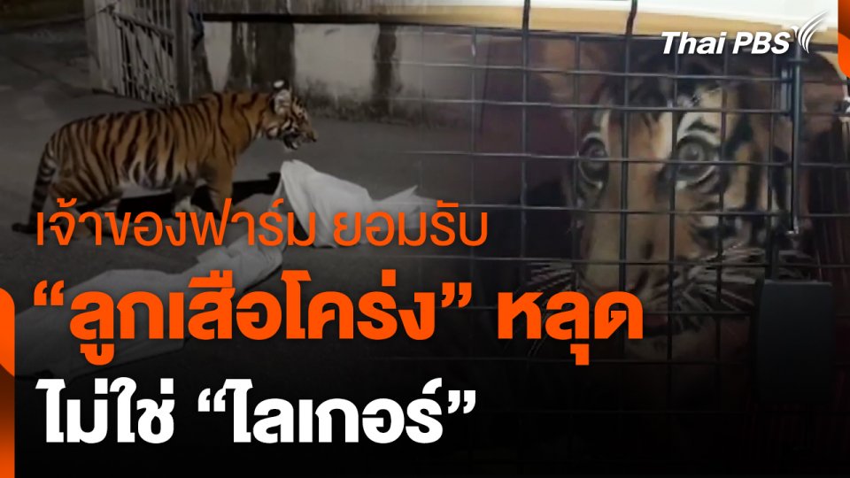 เจ้าของฟาร์ม ยอมรับ "ลูกเสือโคร่ง" หลุด ไม่ใช่ "ไลเกอร์"