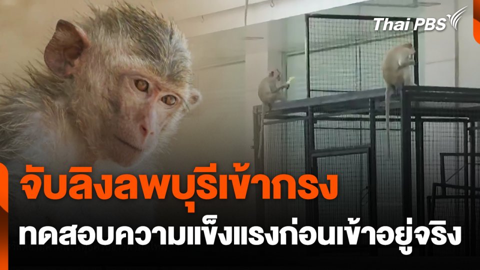 จับลิงลพบุรีเข้ากรงทดสอบความแข็งแรงก่อนเข้าอยู่จริง