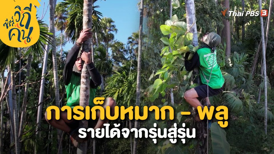 การเก็บหมาก - พลู รายได้จากรุ่นสู่รุ่น