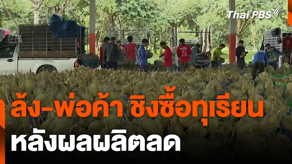 ล้ง-พ่อค้า ชิงซื้อทุเรียน หลังผลผลิตลด