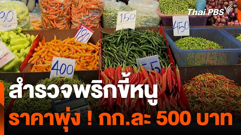 สำรวจพริกขี้หนู ราคาพุ่ง กก.ละ 500 บาท