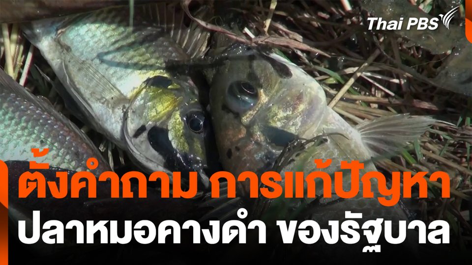 ตั้งคำถามการแก้ปัญหา ปลาหมอคางดำ ของรัฐบาล