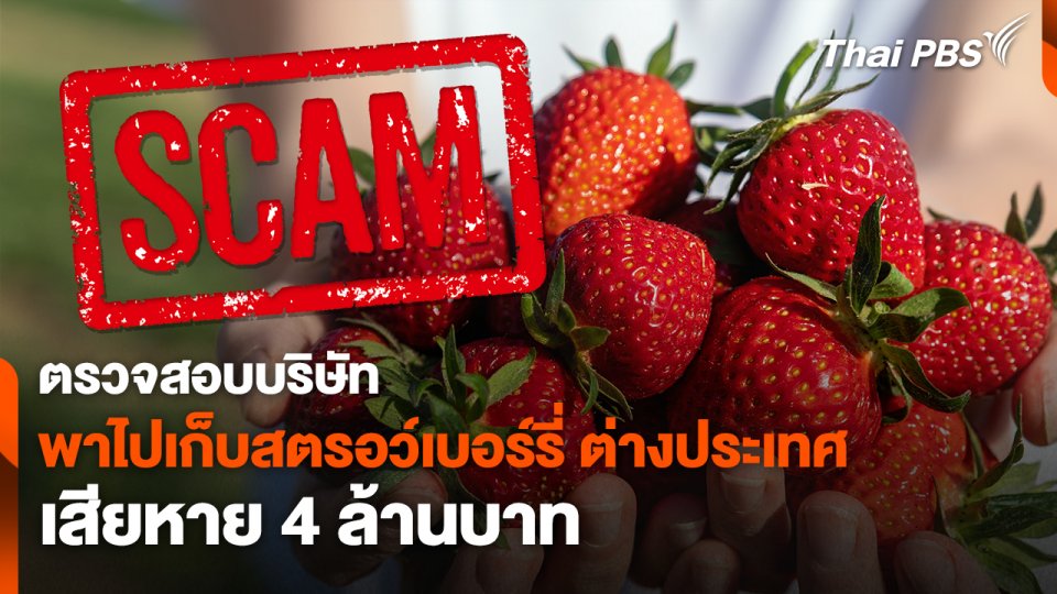 สถานีร้องเรียน : ตรวจสอบบริษัทพาไปเก็บสตรอว์เบอร์รี่ ต่างประเทศ เสียหาย 4 ล้านบาท