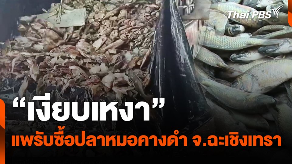 "เงียบเหงา" แพรับซื้อปลาหมอคางดำ จ.ฉะเชิงเทรา