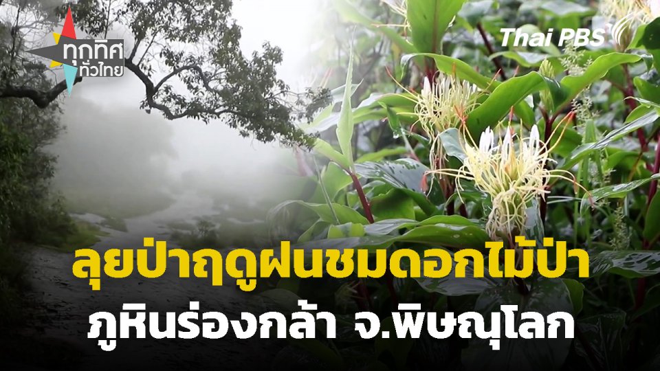 ลุยป่าฤดูฝนชมดอกไม้ป่าภูหินร่องกล้า จ.พิษณุโลก