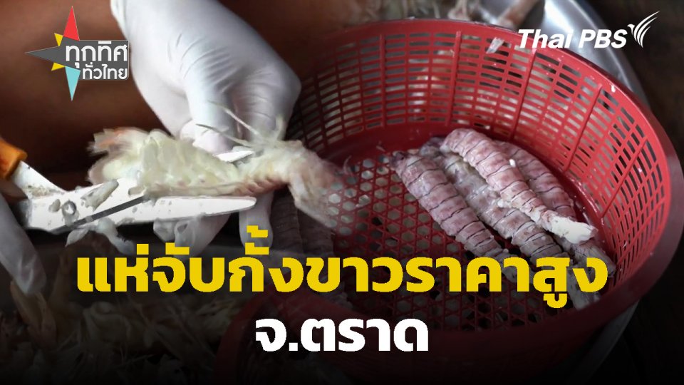 แห่จับกั้งขาวราคาสูง จ.ตราด