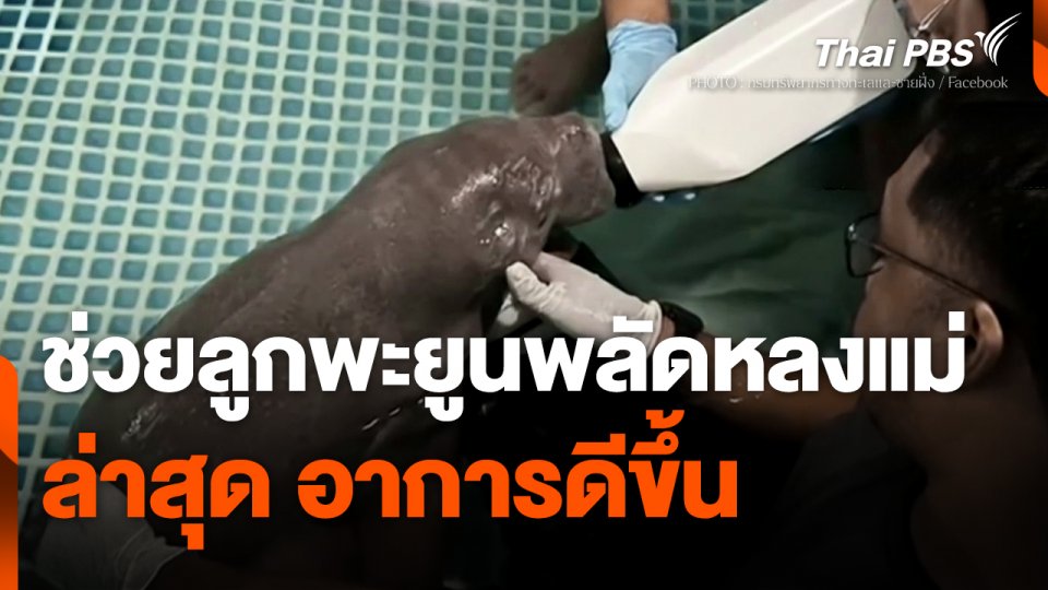 ช่วย "ลูกพะยูน" พลัดหลงกับแม่ ล่าสุด อาการดีขึ้น