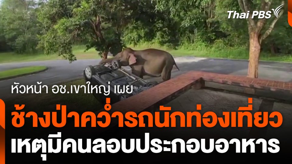 ช้างป่าคว่ำรถนักท่องเที่ยว เหตุมีคนลอบประกอบอาหาร