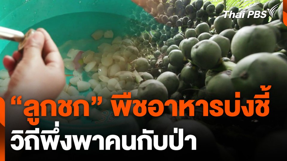 "ลูกชก" พืชอาหารบ่งชี้วิถีพึ่งพาคนกับป่า