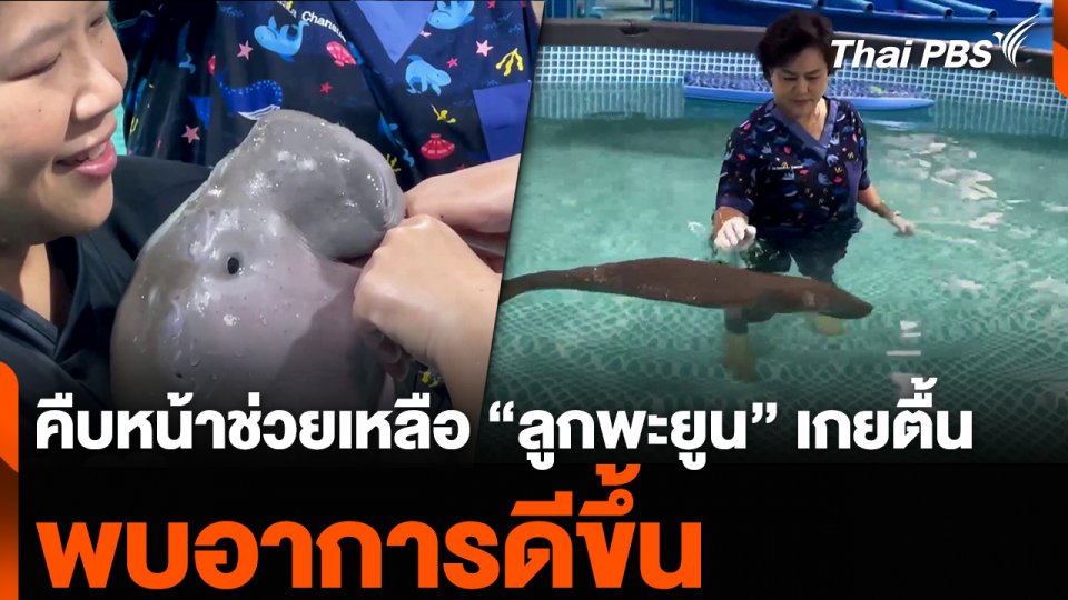 คืบหน้าช่วยเหลือ “ลูกพะยูน” เกยตื้น พบอาการดีขึ้น
