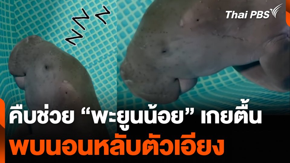 คืบช่วย “พะยูนน้อย” เกยตื้น พบนอนหลับตัวเอียง