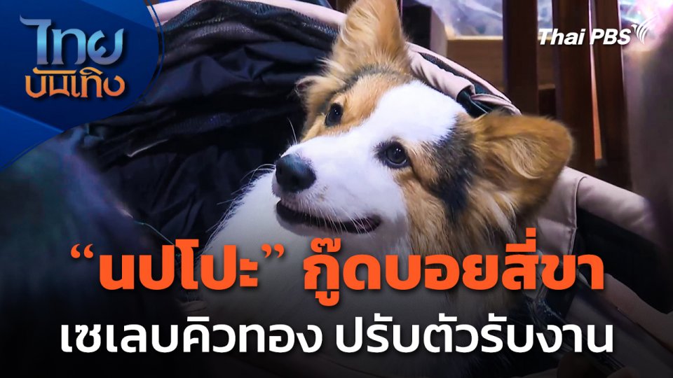"นปโปะ" กู๊ดบอยสี่ขา ปรับตัวรับงาน หลังขึ้นแท่นเซเลบคิวทอง