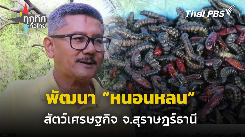 พัฒนา "หนอนหลน" สัตว์เศรษฐกิจ จ.สุราษฎร์ฯ