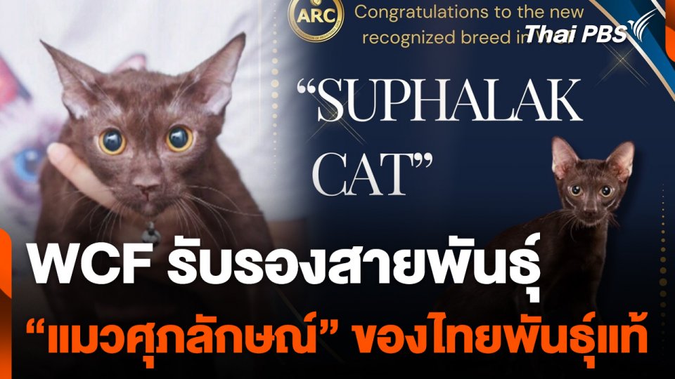 WCF รับรองสายพันธุ์ "แมวศุภลักษณ์" ของไทยพันธุ์แท้