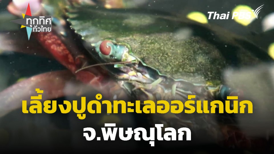 เลี้ยงปูดำทะเลออร์แกนิก จ.พิษณุโลก