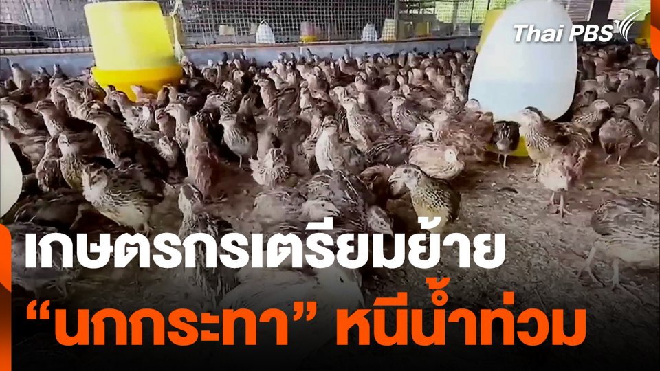 เกษตรกรเตรียมย้าย “นกกระทา” หนีน้ำท่วม