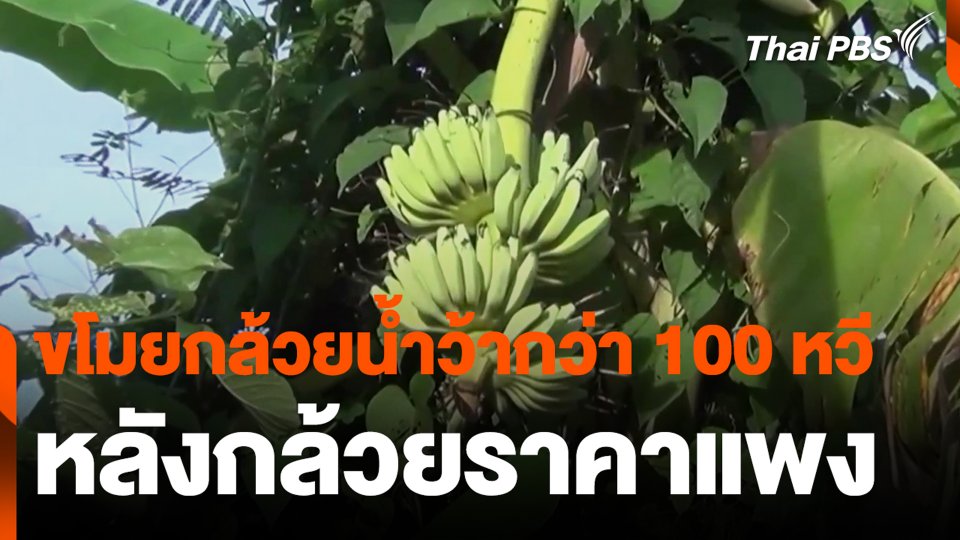 ขโมยกล้วยน้ำว้ากว่า 100 หวี หลังกล้วยราคาแพง