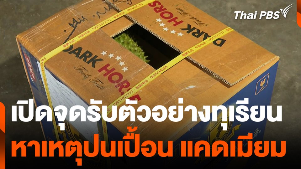 เปิดจุดรับตัวอย่างทุเรียน หาเหตุปนเปื้อน แคดเมียม