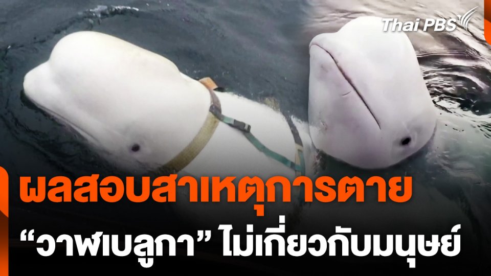 นอร์เวย์ชี้มนุษย์ไม่เกี่ยวเหตุวาฬเบลูกา "ฮวาลดิเมียร์" ตาย