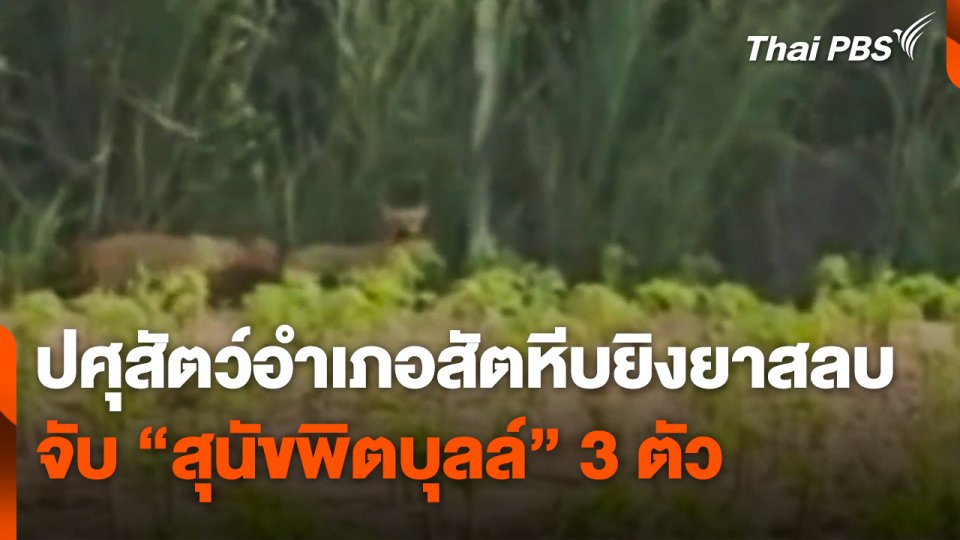 ปศุสัตว์อำเภอสัตหีบยิงยาสลบจับ "สุนัขพิตบุลล์" 3 ตัว