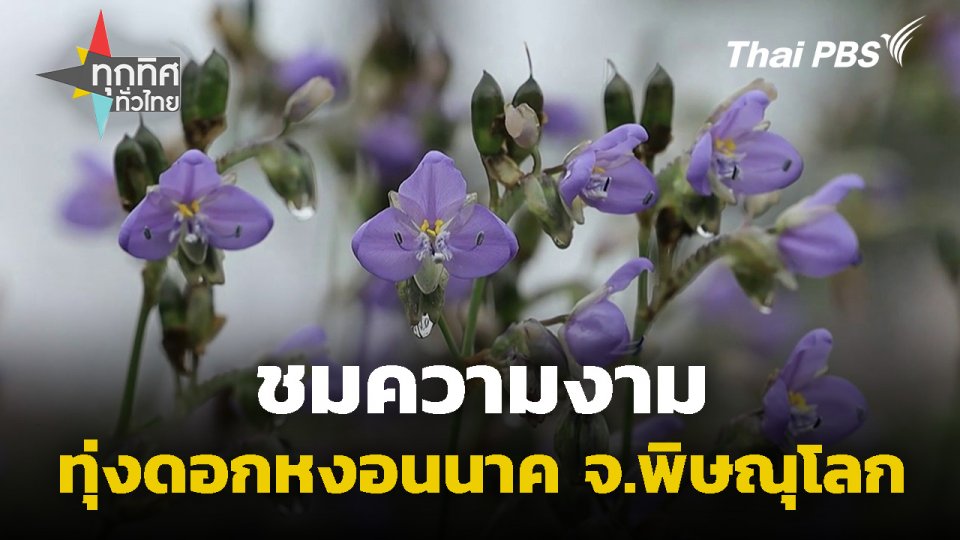 ชมความงามทุ่งดอกหงอนนาค จ.พิษณุโลก