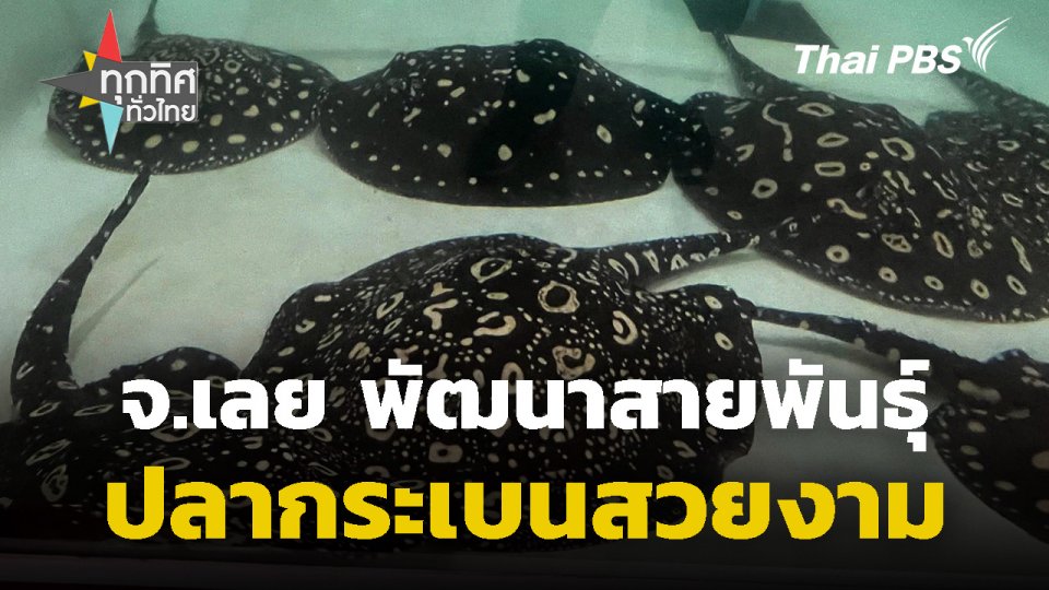 พัฒนาสายพันธุ์ปลากระเบนสวยงาม จ.เลย