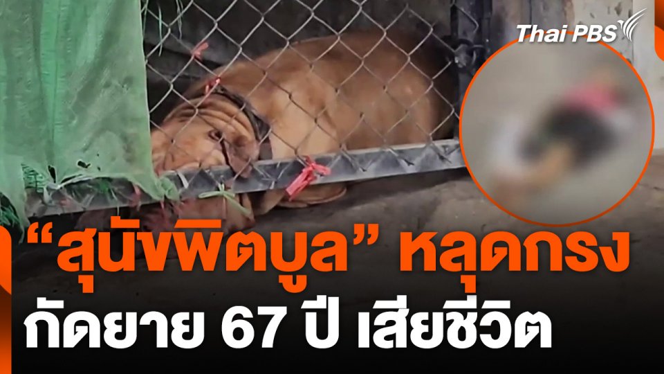 "สุนัขพิตบูล" หลุดจากกรงกัดยาย 67 ปี เสียชีวิต