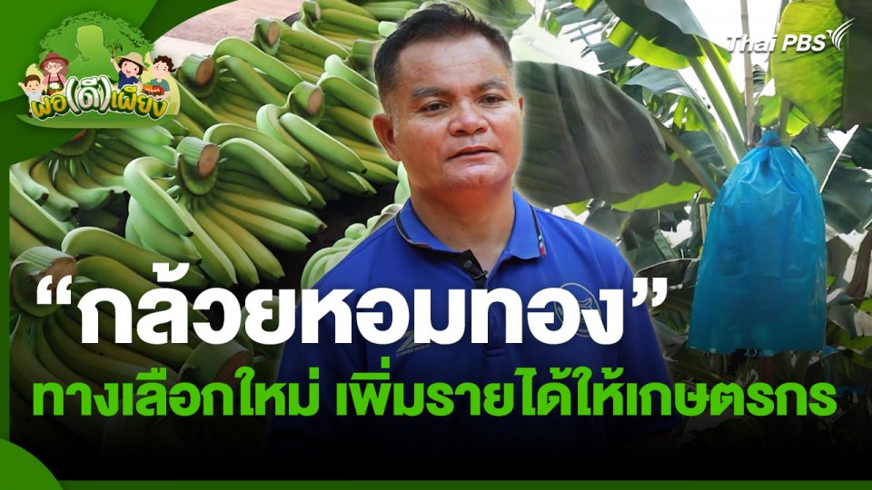 พอดีพอเพียง : "กล้วยหอมทอง" ทางเลือกใหม่ เพิ่มรายได้ให้เกษตรกร
