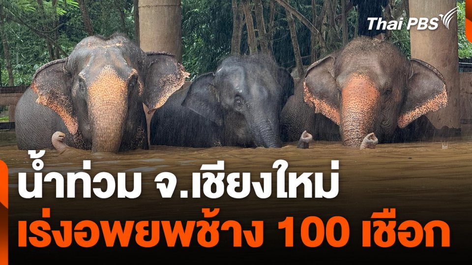 น้ำท่วมเชียงใหม่ เร่งอพยพช้าง 100 เชือก
