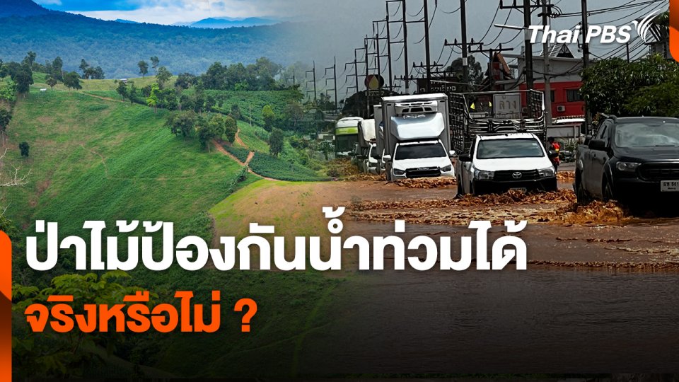 สถานีร้องเรียน : ป่าไม้ป้องกันน้ำท่วมได้จริงหรือไม่ ?