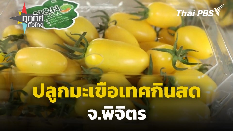ปลูกมะเขือเทศกินสด จ.พิจิตร