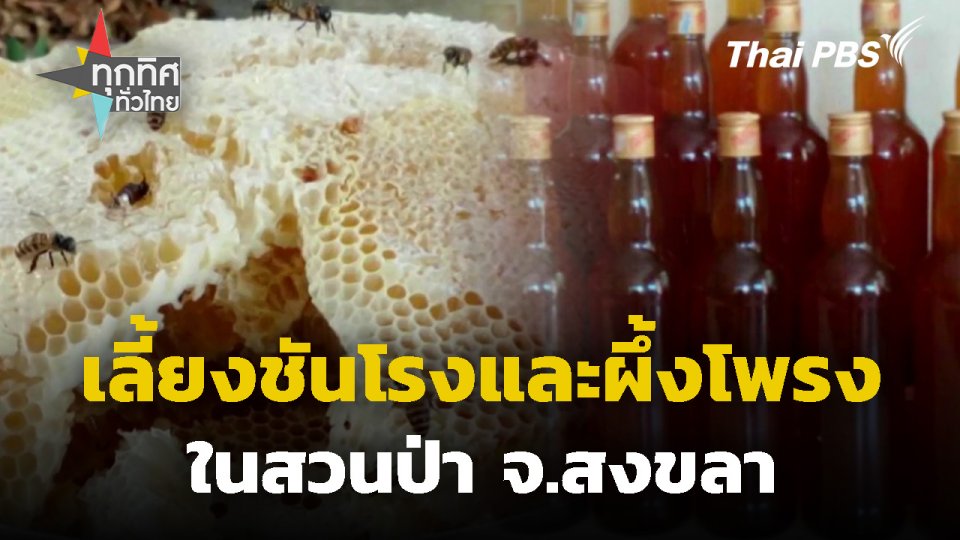 เลี้ยงชันโรงและผึ้งโพรงในสวนป่า จ.สงขลา