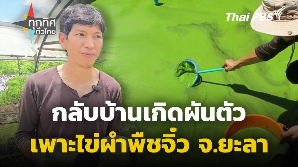 กลับบ้านเกิดผันตัวเพาะไข่ผำพืชจิ๋ว จ.ยะลา