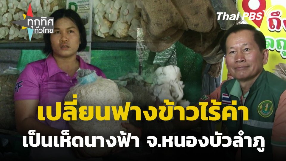 เปลี่ยนฟางข้าวไร้ค่าเป็นเห็ดนางฟ้า จ.หนองบัวลำภู