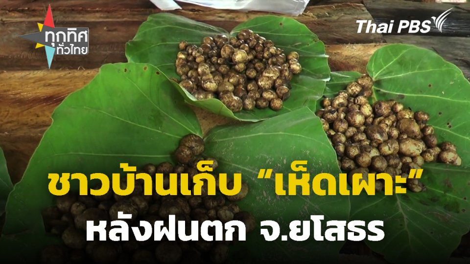 ชาวบ้านเก็บเห็ดเผาะหลังฝนตก จ.ยโสธร