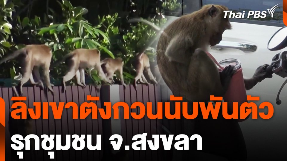 ลิงเขาตังกวนนับพันตัว รุกชุมชน จ.สงขลา