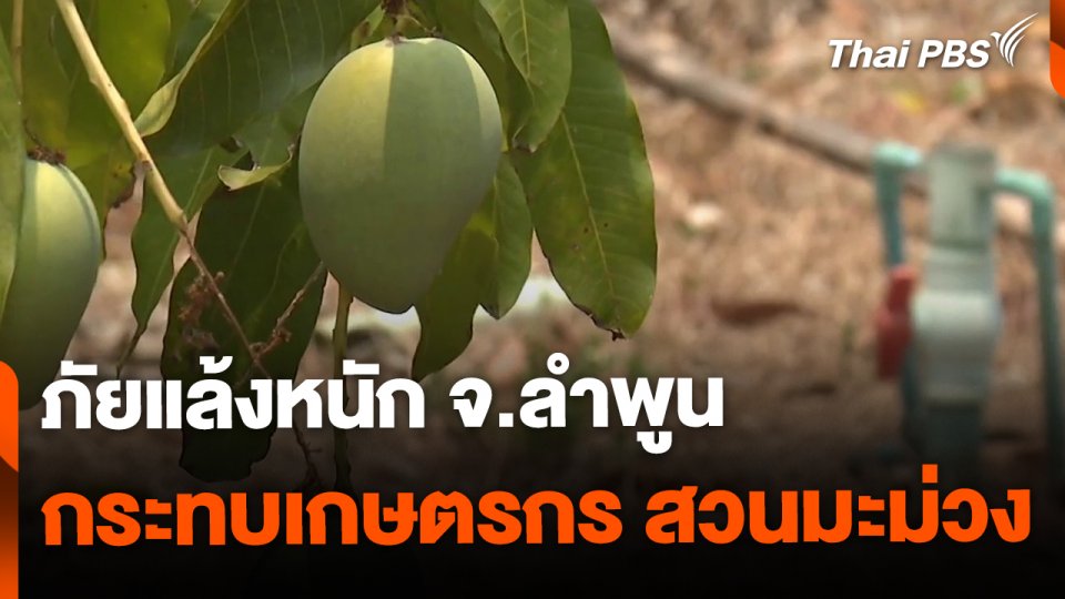 ภัยแล้งหนัก กระทบสวนมะม่วง จ.ลำพูน