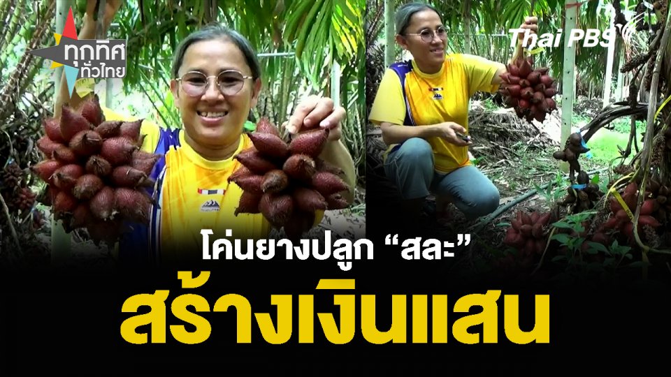 โค่นยางปลูก “สละ” สร้างเงินแสน