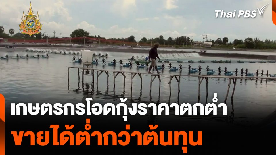 เกษตรกรโอดกุ้งราคาตกต่ำ ขายได้ต่ำกว่าต้นทุน