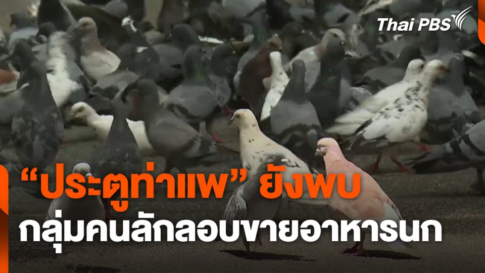 "ประตูท่าแพ" ยังพบกลุ่มคนลักลอบขายอาหารนก