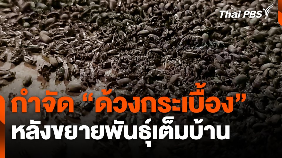 กำจัด "ด้วงกระเบื้อง" หลังขยายพันธุ์เต็มบ้าน