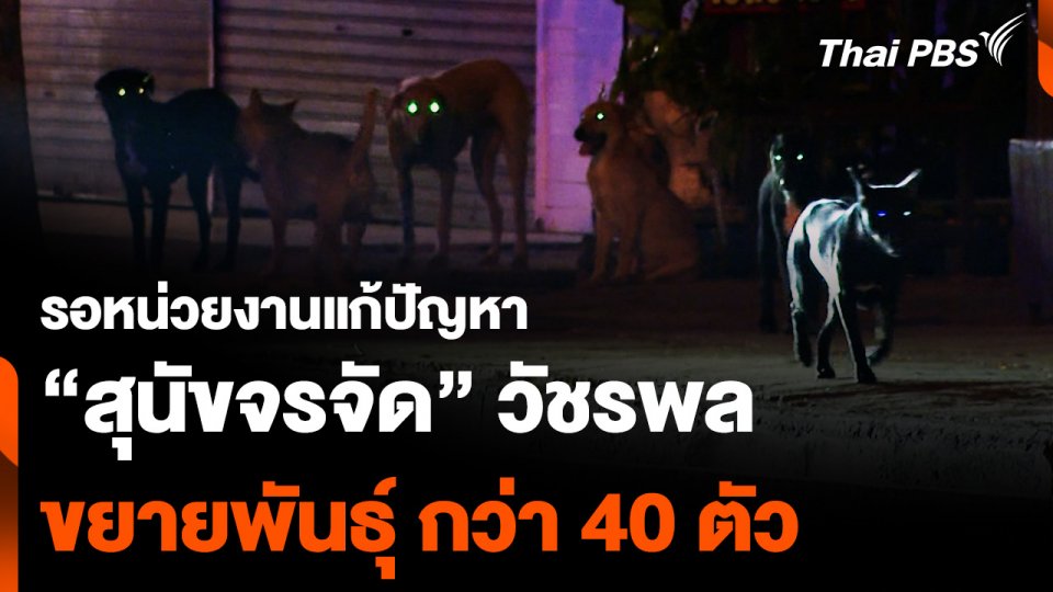 รอหน่วยงานแก้ปัญหา “สุนัขจรจัด” ริมถนนวัชรพล ขยายพันธุ์ กว่า 40 ตัว