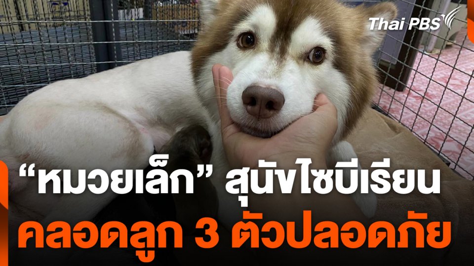 สุนัข “หมวยเล็ก” คลอดลูก 3 ตัวปลอดภัย