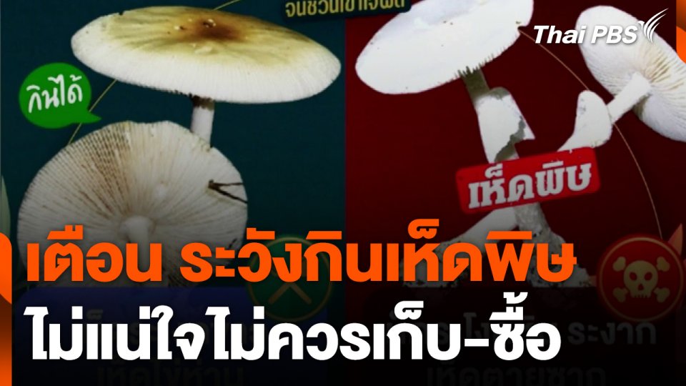 สนง.ควบคุมโรคที่ 9 เตือน ระวังกินเห็ดพิษช่วงหน้าฝน