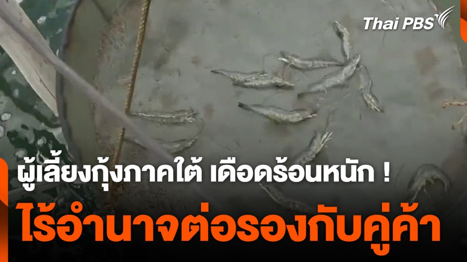 ผู้เลี้ยงกุ้งภาคใต้ เดือดร้อนหนัก ! ไร้อำนาจต่อรองกับคู่ค้า